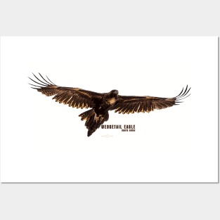 Wedgetail Eagle_01C Posters and Art